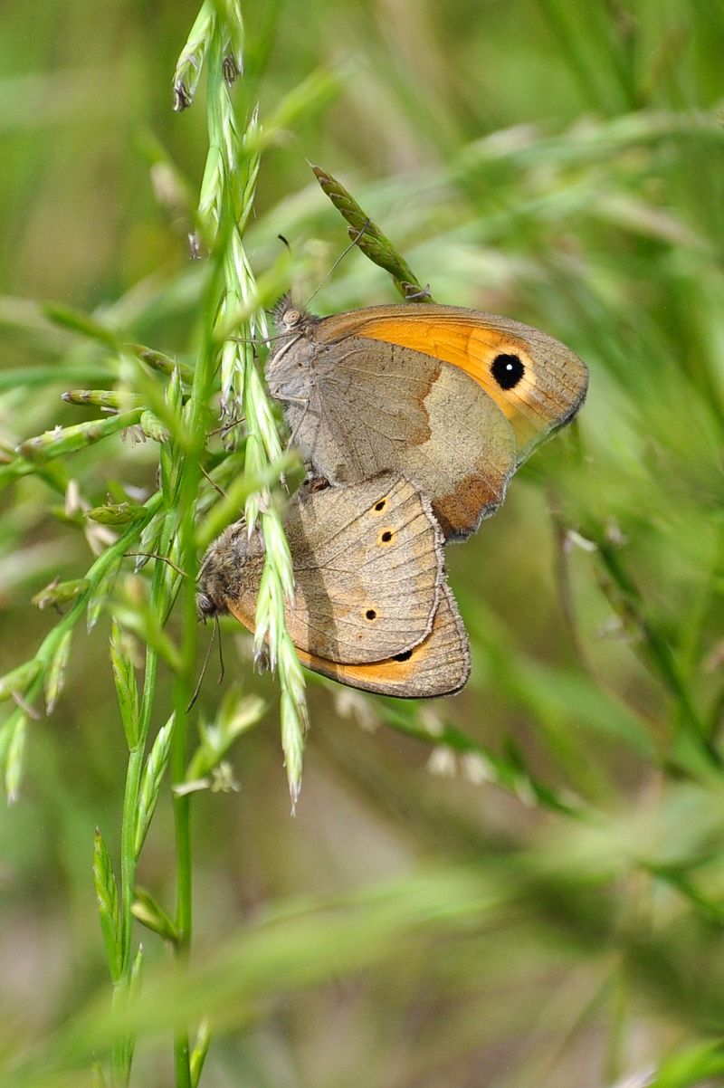 Coenonympha o Maniola - Maniola jurtina